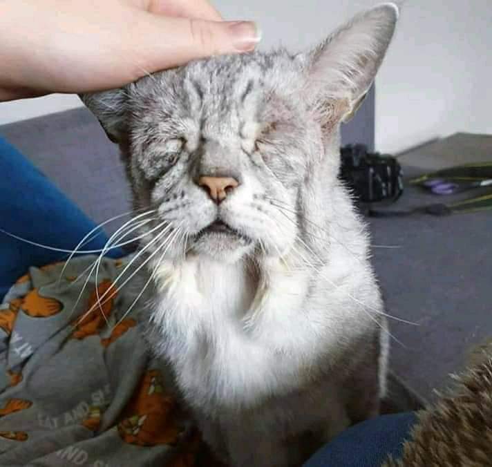 ZackTaylorFA's tweet photo. This cat is apparently 30 years old. I'm 30 too. And I feel as old as this cat looks. https://t.co/uDhP7TJo74