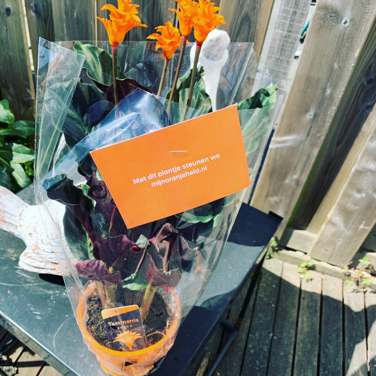 DanielleLambo's tweet photo. Gekregen van @nn_nederland. Heel attent. Nu hopen dat ik hem in leven houd. Misschien kan ik daar een verzekering voor afsluiten? https://t.co/3orQVI2Bdz