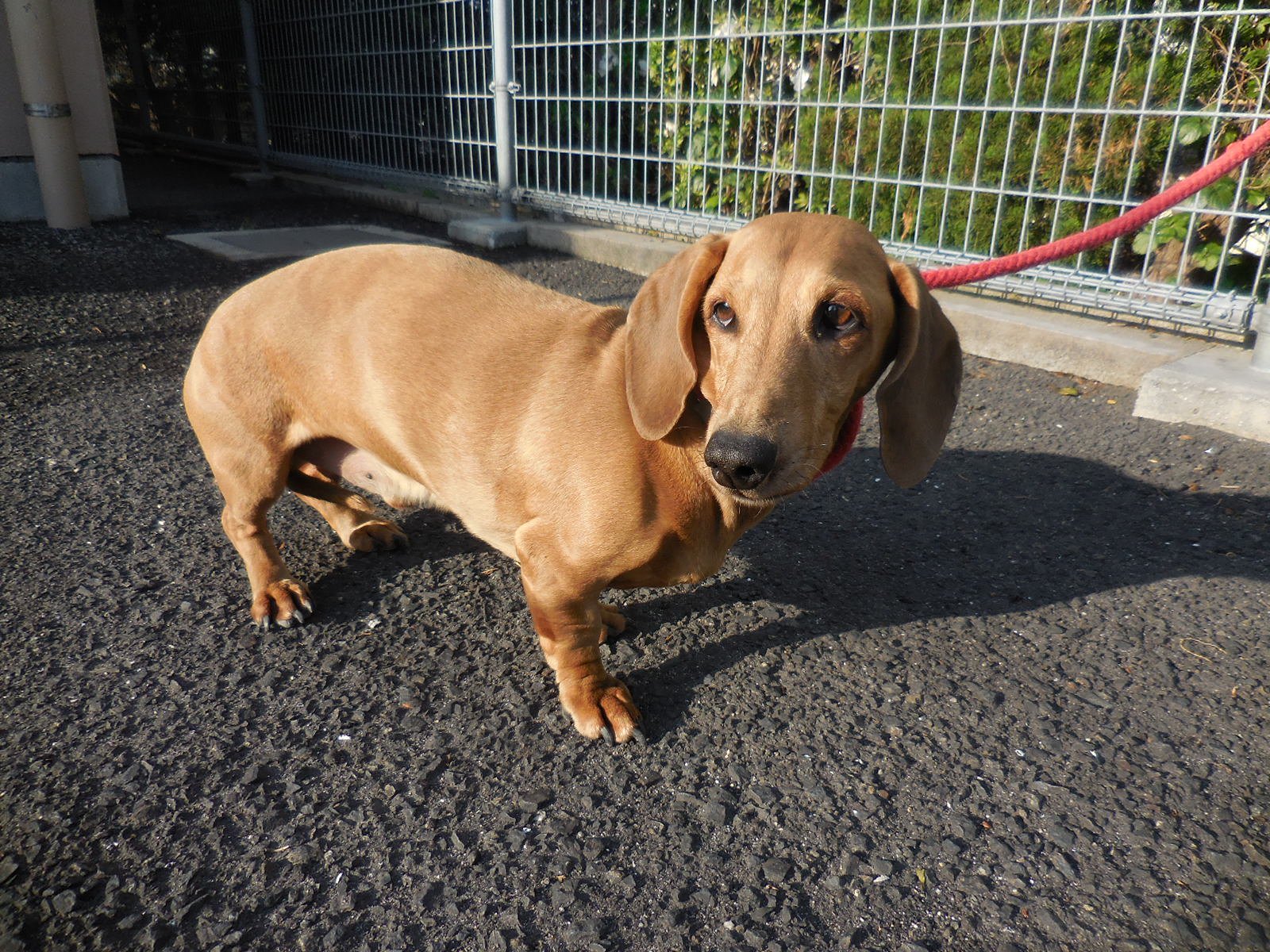 Japanesemichael Jackson 鹿児島県姶良保健所 迷子犬 スムースヘアのミニチュアダックスフンド犬 性別 男 年齢推定 中齢 犬種 M ダックス系 体格 小 毛色 茶 保護月日場所 4 23 姶良市上名 首輪なし 迷子犬 鹿児島県 姶良市上名