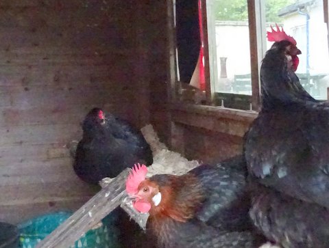 DeniseNesbitt's tweet photo. #WriteSomethingEveryDay Bev, Dot and Joan continued to lay eggs throughout 2017  to 2018 all in good health - I put that down to a varied diet, regular dustbaths to eradicate any mites and plenty of water as they had access to our garden pond. @under_blue_sky  @dreamergirl2110 https://t.co/cd6mzDH3sO