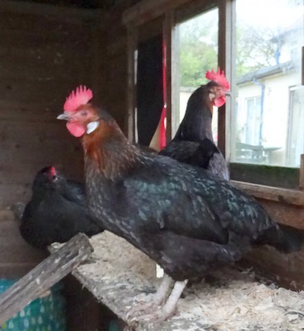 DeniseNesbitt's tweet photo. #WriteSomethingEveryDay Bev, Dot and Joan continued to lay eggs throughout 2017  to 2018 all in good health - I put that down to a varied diet, regular dustbaths to eradicate any mites and plenty of water as they had access to our garden pond. @under_blue_sky  @dreamergirl2110 https://t.co/cd6mzDH3sO