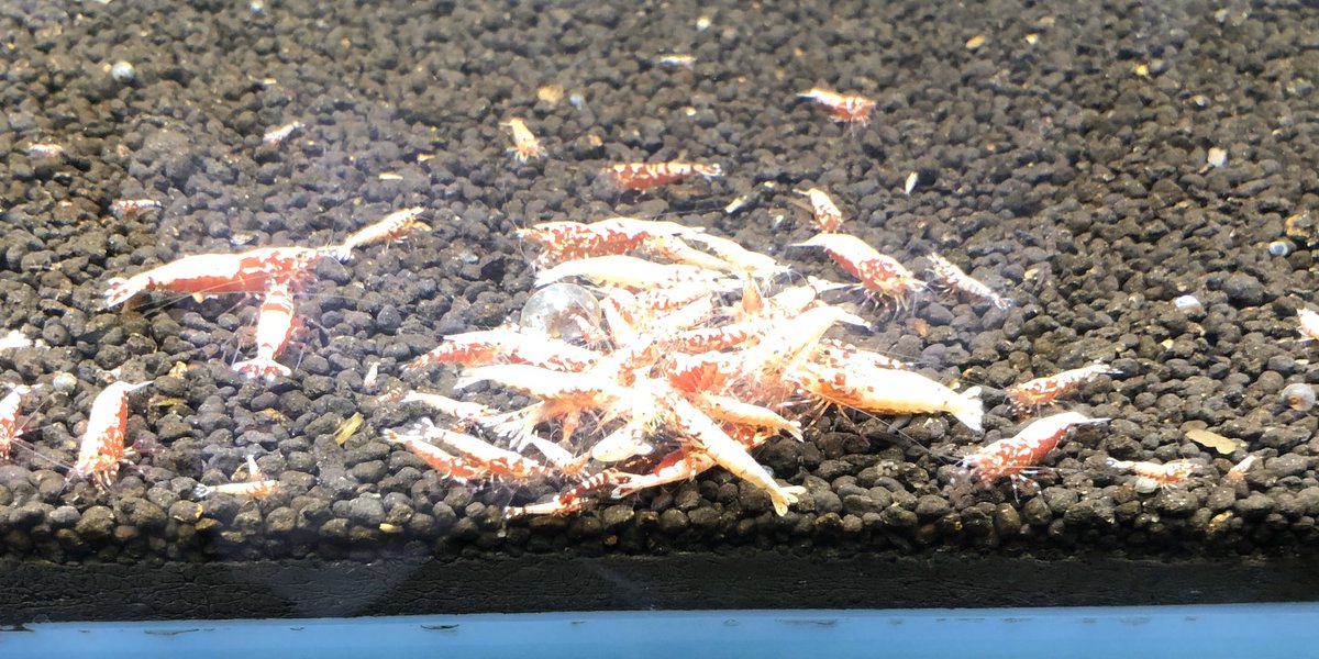 ran16359160's tweet photo. 赤白の塊www
#redboa
#ZEUS
#shrimp https://t.co/Rr8Iq306o5