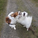 猛獣使いの母が送ってきた「可愛い写真」!顔がすごいことになっていた!