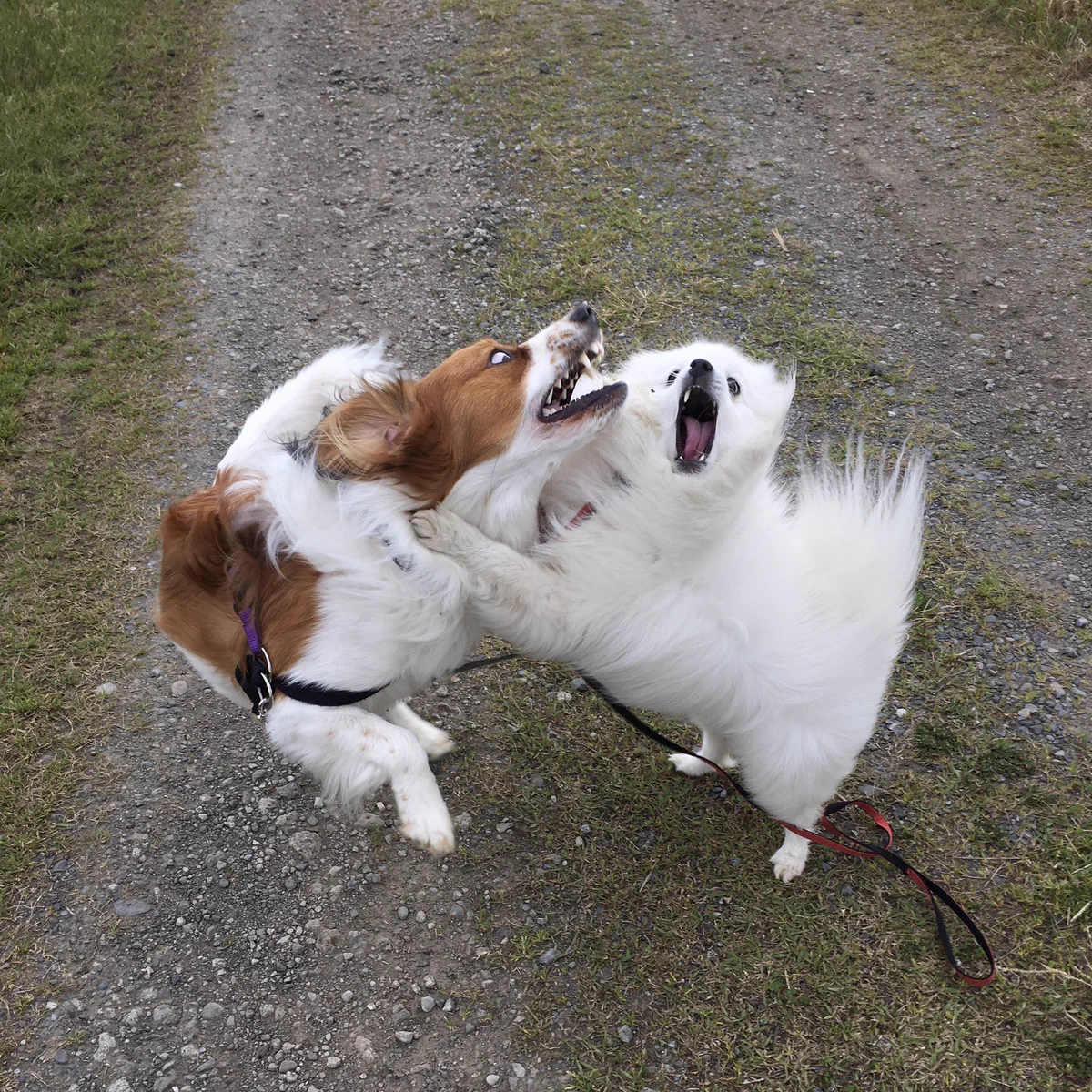 猛獣使いの母が送ってきた「可愛い写真」！顔がすごいことになっていたwww