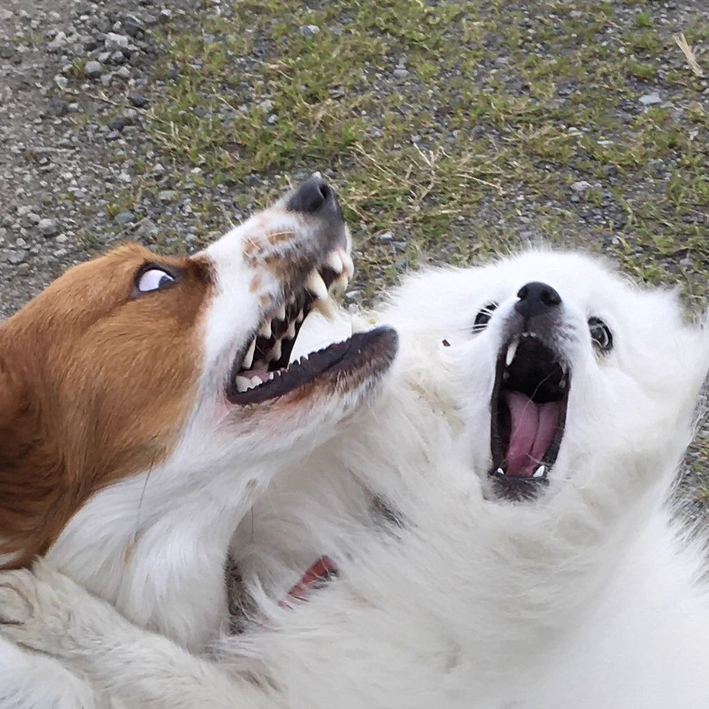 猛獣使いの母が送ってきた「可愛い写真」！顔がすごいことになっていたwww