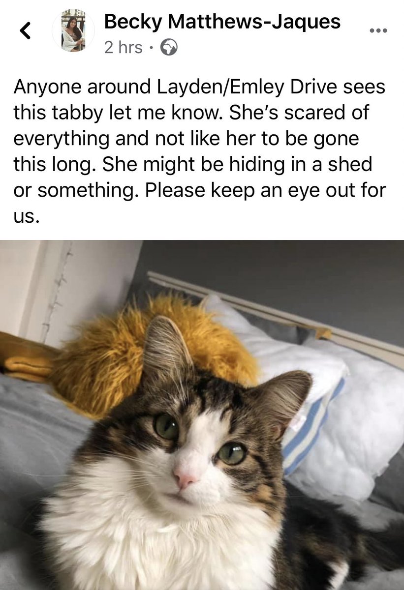 SAMPAuk_'s tweet photo. Anyone around #Layden, Emley Drive #Doncaster sees this tabby let me know. https://t.co/Hgd3HOZ514 She’s scared of everything and not like her to be gone this long. She might be hiding in a shed or something. Please keep an eye out for us.#CatsOfTwitter #cat #CatsOfTheQuarantine https://t.co/rq8hSsQICw