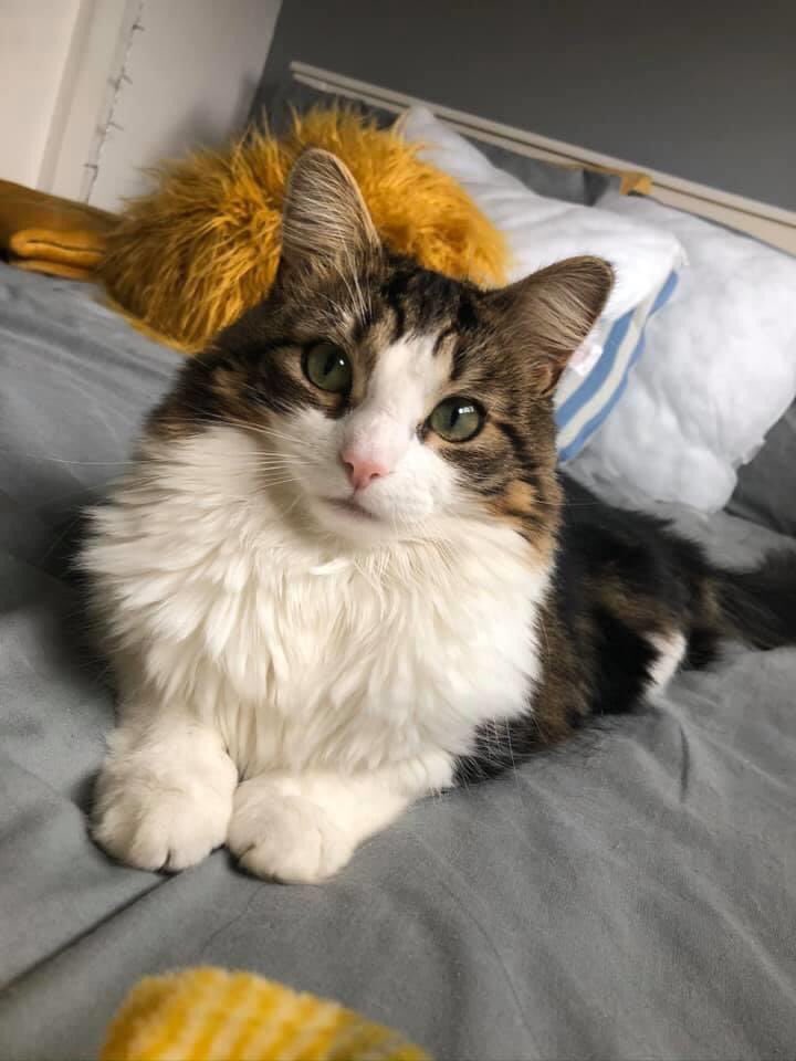 SAMPAuk_'s tweet photo. Anyone around #Layden, Emley Drive #Doncaster sees this tabby let me know. https://t.co/Hgd3HOZ514 She’s scared of everything and not like her to be gone this long. She might be hiding in a shed or something. Please keep an eye out for us.#CatsOfTwitter #cat #CatsOfTheQuarantine https://t.co/rq8hSsQICw