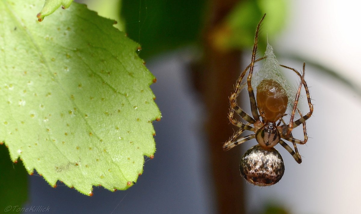 The egg sac is produced by first creating an attachment point, then a hanging thread is creating. The spider than creates an inverted cone. Eggs are deposited onto this cone.