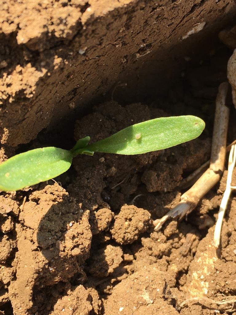 Aphids found in sugar beet (N Lincs.) this morning, perfect weather conditions for the blighters, monitoring crops this year more important than ever. <a href="/BBRO_Beet/">BBRO_Beet</a> <a href="/BritishSugar/">British Sugar</a>