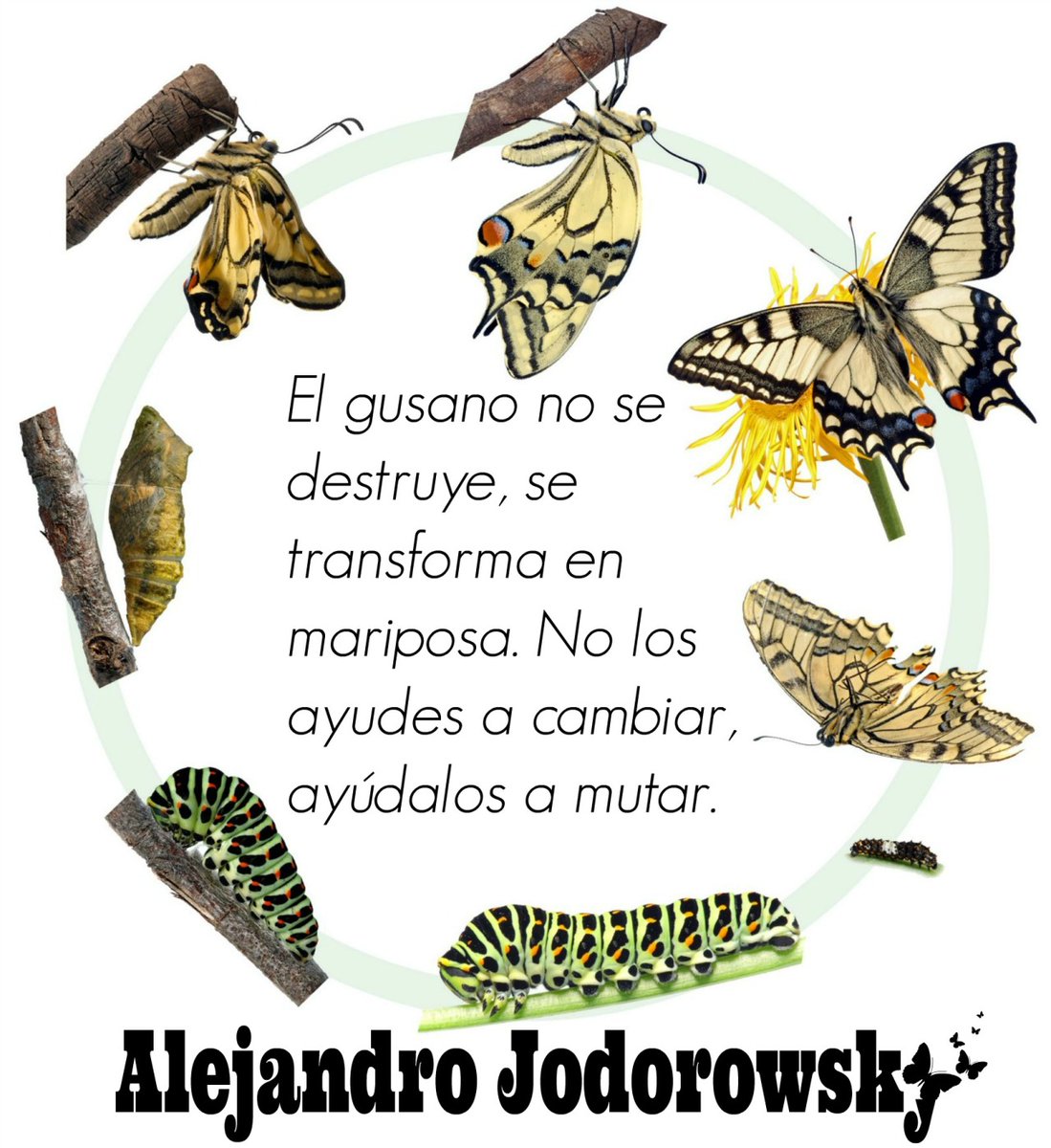 La vida es continua mutación....