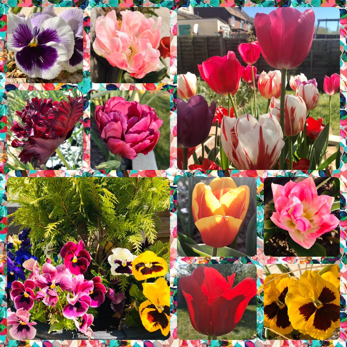 XanderFarthing's tweet photo. Springtime in the garden 🌿🌷💚 https://t.co/nXWiWEZhBt