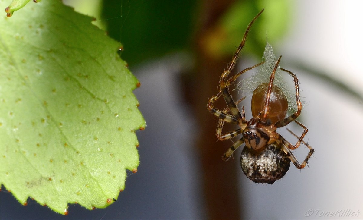 The egg sac is produced by first creating an attachment point, then a hanging thread is creating. The spider than creates an inverted cone. Eggs are deposited onto this cone.