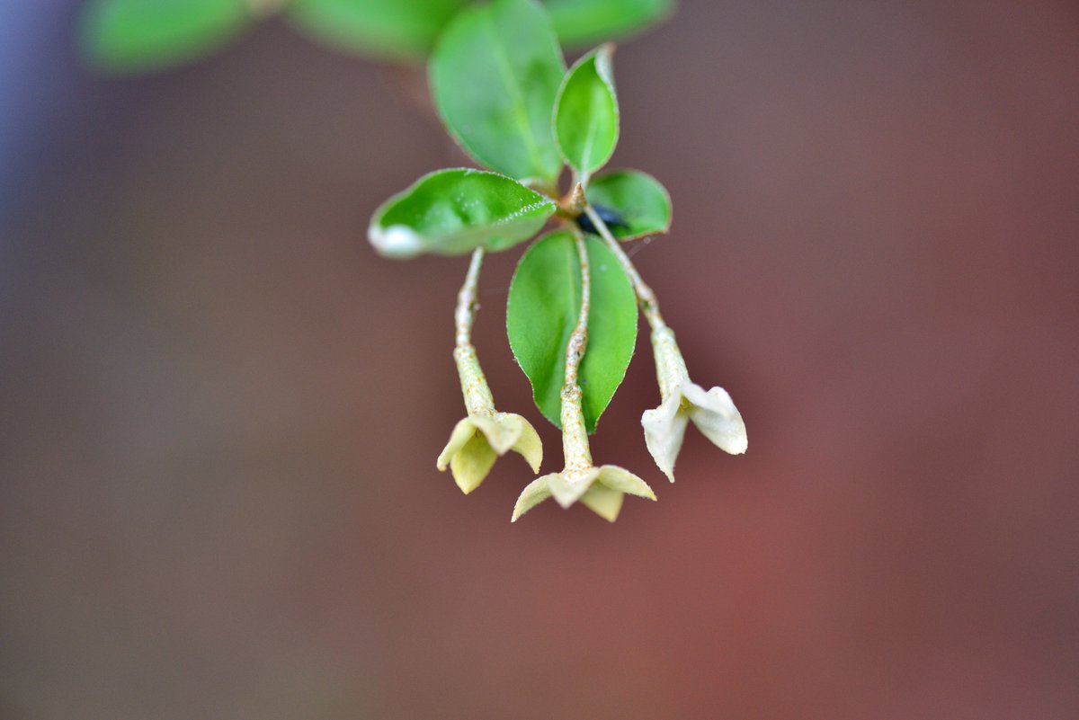 内田 平孝 目立たずに 棘は哀しく 茱萸の花 茱萸 ぐみ の花は 小さく白っぽくて あまり目立たない 枝には鋭い棘があってうっかりすると痛い目にあう か細い木だから 動物に食べられないよう身を守る手段なのだろう 花言葉 用心深い 野性美