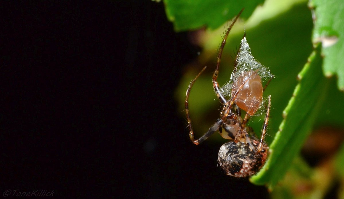 The pirate spider then extrudes silk which she collects onto her sternum before she wonderfully manipulates around the eggs with her legs.