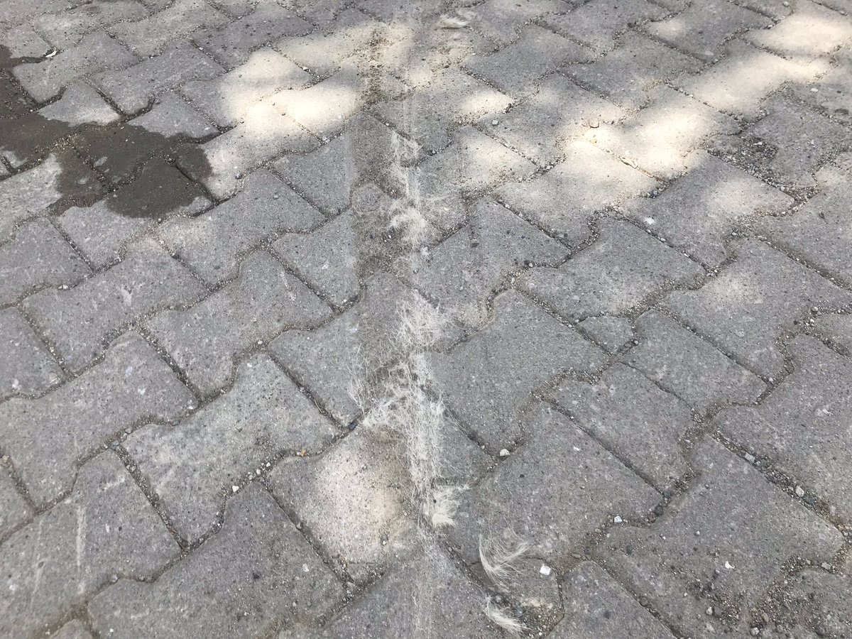 Sevgili #SüratKargo # #Altınoluk dağıtımı yapan ve yerde sabit yatan cana vurup 2 kez üstünden geçen, sonra da arkasında kalana bakmadan kaçan ....... arkadaş. İnşallah bir sonraki senin sevdiğin bir can çoluğun çocuğun olmaz. Unutmaki SÜRAT FELAKETTİR.#suratkargo #şikayetimvar