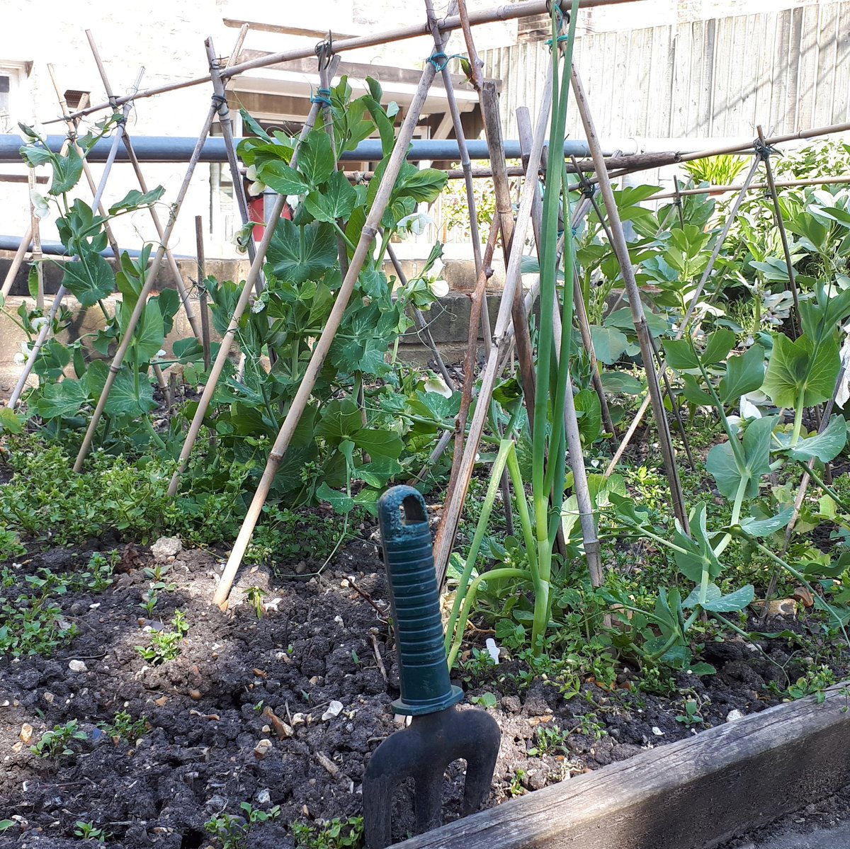 The centre also has a garden, run by the service users. Some peas, strawberries and onions on the go