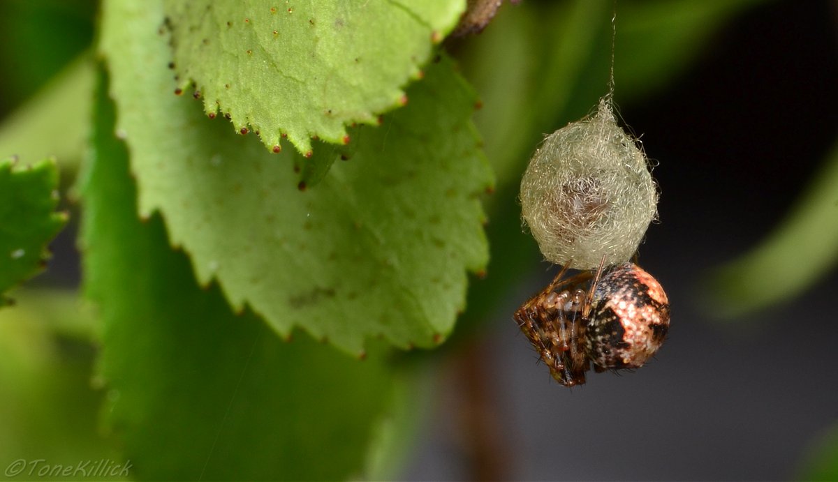 Once completed the spider takes a well deserved rest. The shape and construction of pirate spider egg sacs, particularly the hanging thread is thought to act against predators.