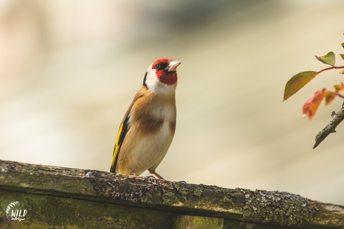 FRIDAY | 10:30 start Wild Intrigue's intro to weekend Live stream with Fiona from  @ERICNorthEast for into to  #CityNatureChallenge + Q&A session Short video on using  @inaturalist ID'ing garden birds with Cain ID'ing garden insects with Heather