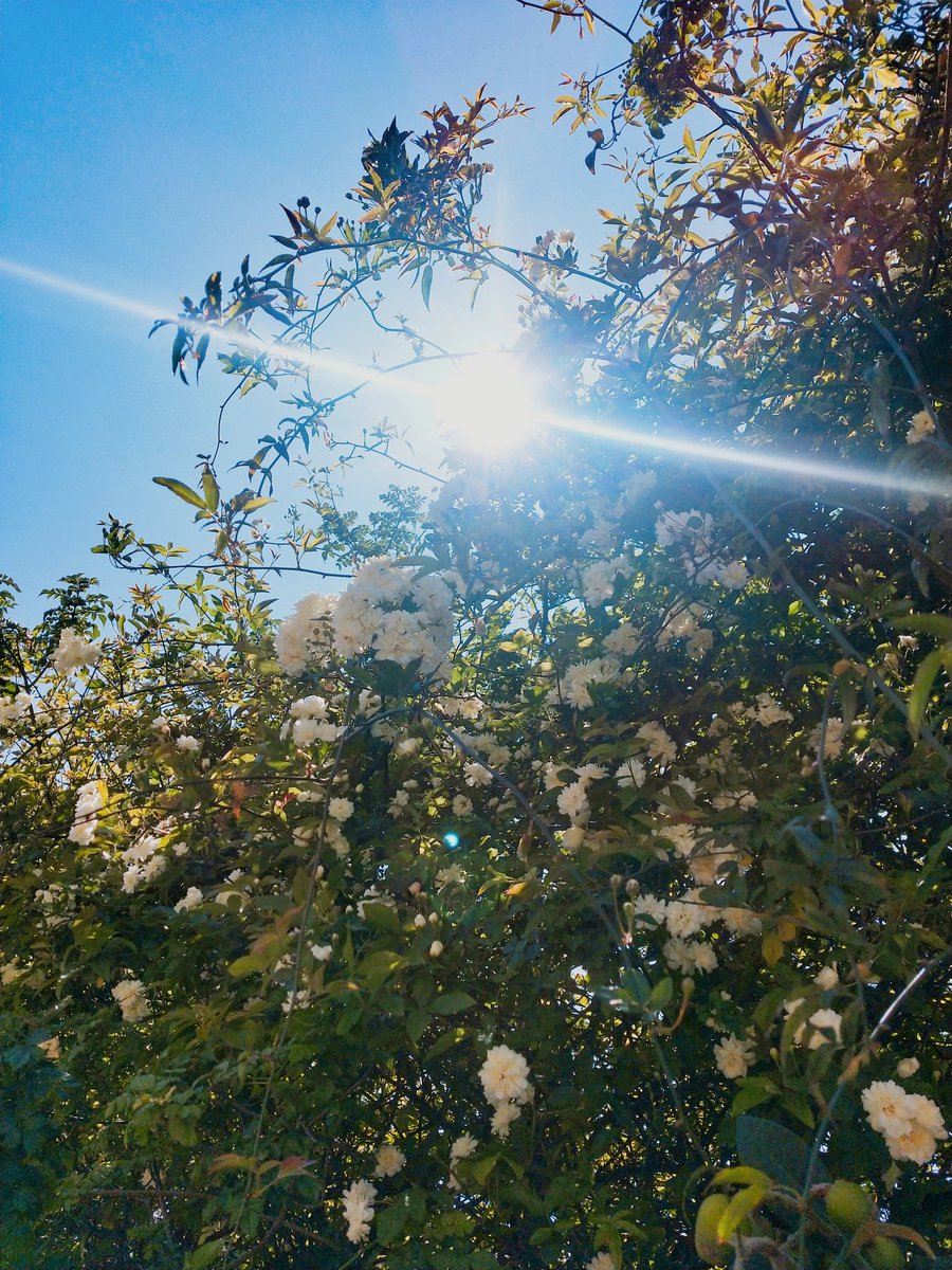 Savi_Cty's tweet photo. Il y'en a un qui a repointé le bout de son nez ! ☀️💛
#FenetreSurLaCotedAzur #CotedAzurFrance
#FenetreSurNiceCotedAzur
#ExploreNiceCotedAzur
#Sunishere
#ILoveNice https://t.co/nNYPFNXPlc