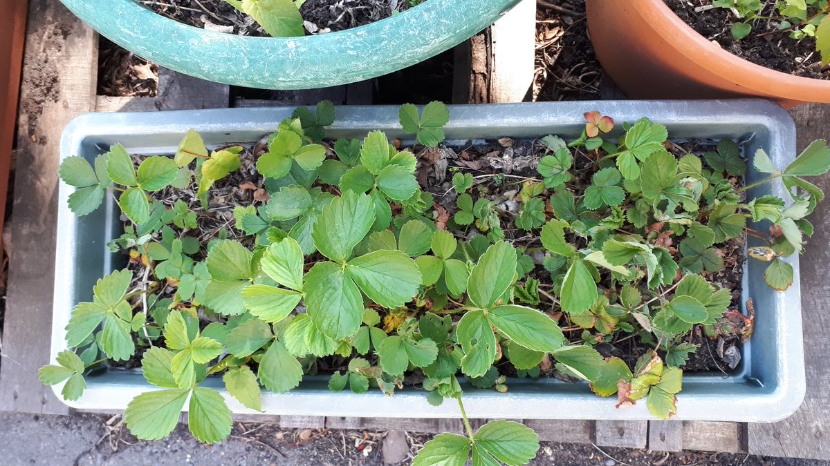 The centre also has a garden, run by the service users. Some peas, strawberries and onions on the go