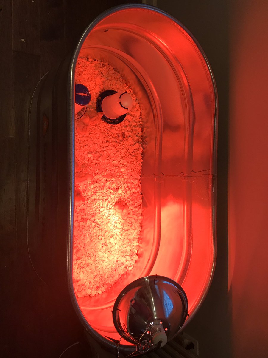 cindyESsenior's tweet photo. @2footgiraffe we got baby chicks! Aren’t they so cute? I know exactly what you’d say- great snake food! https://t.co/ENH4PcVrUi