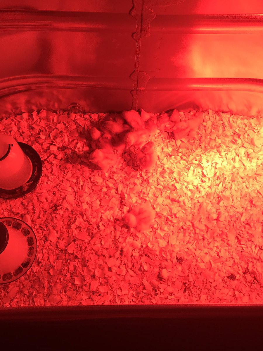 cindyESsenior's tweet photo. @2footgiraffe we got baby chicks! Aren’t they so cute? I know exactly what you’d say- great snake food! https://t.co/ENH4PcVrUi