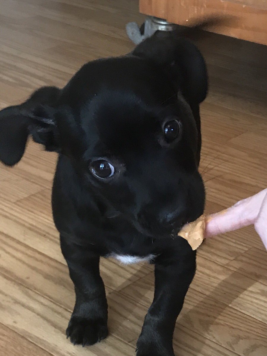 puppersmidget's tweet photo. This was when I got peanut butter for the first time. #ThrowbackThursday #cute #smol #dogsoftwitter #dogsduringlockdown https://t.co/QTP4N1NcMC