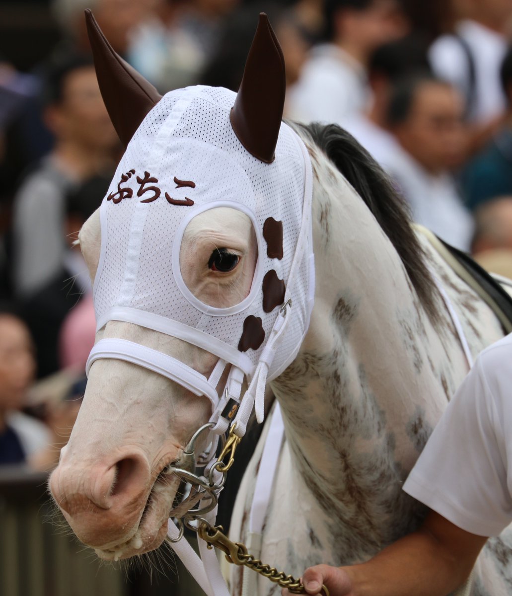 ぺんぎんさん على تويتر お馬のみんなに再び競馬場で会える日まで みんなで生き抜きまっしょい ブチコ シロニイ マシュマロ ハヤヤッコ