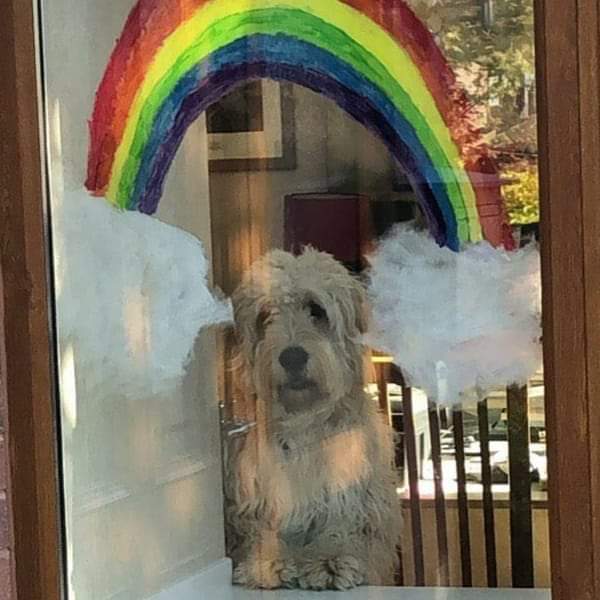 mrdduffield's tweet photo. Stay safe and thank you NHS,
Also can't wait for the last leg coming back on to tv.
#TheLastleg #nhs #Labradoodle #lockdownuk https://t.co/Un2LLY9WDt