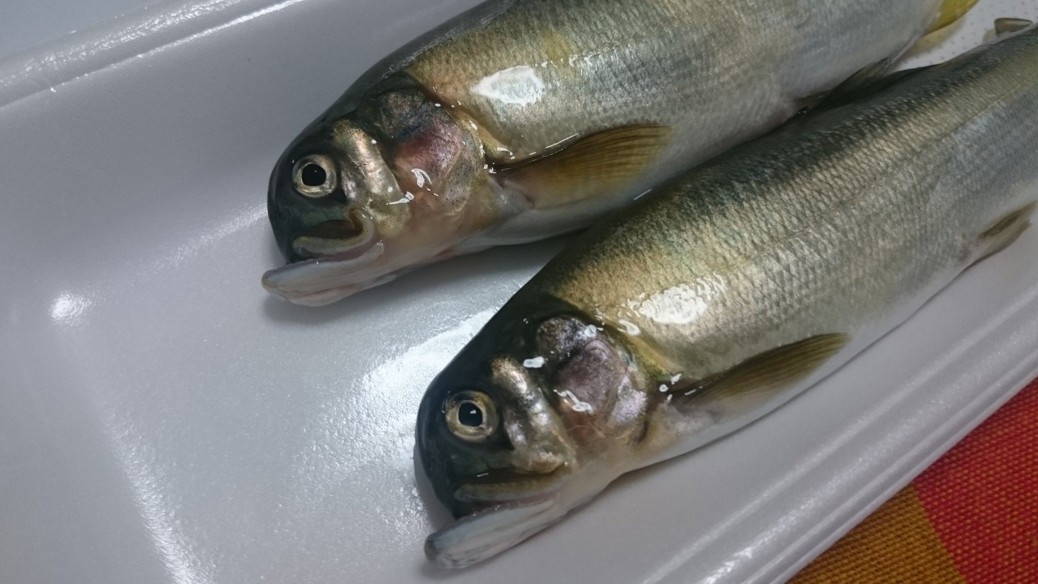 釣りぽよ 鱚開幕 Ar Twitter 鮎に詳しい人に伺いたいのですが購入した鮎がしゃくれていました 何か理由があるのでしょうか 鮎 T Co Qrpdzca2uy Twitter 釣りぽよ 鱚開幕 Ar Twitter 鮎に詳しい人に伺いたいのですが購入した鮎がしゃくれていました 何か理由があるのでしょうか 鮎 T Co Qrpdzca2uy Twitter