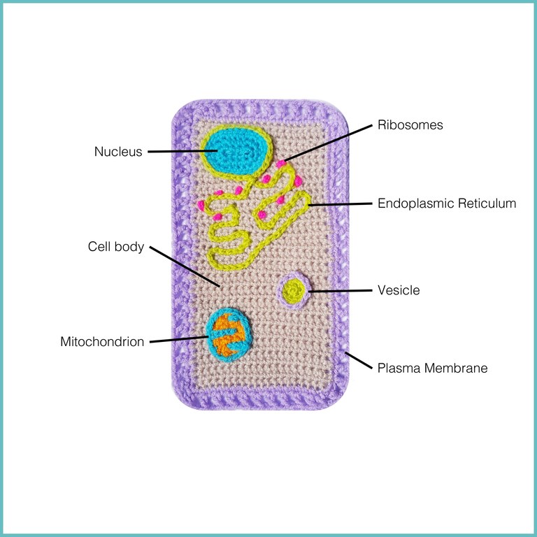 Cambridge_Fest's tweet photo. Stitching Science from @GurdonInstitute- learn about the working parts of living cells through crochet! Beginner &amp; advanced instructions provided with explanations about each cell part, based on research. https://t.co/i4ME4wL58e

Share your creations: @StitchingSci #crochetcell https://t.co/kur4CFgoV4