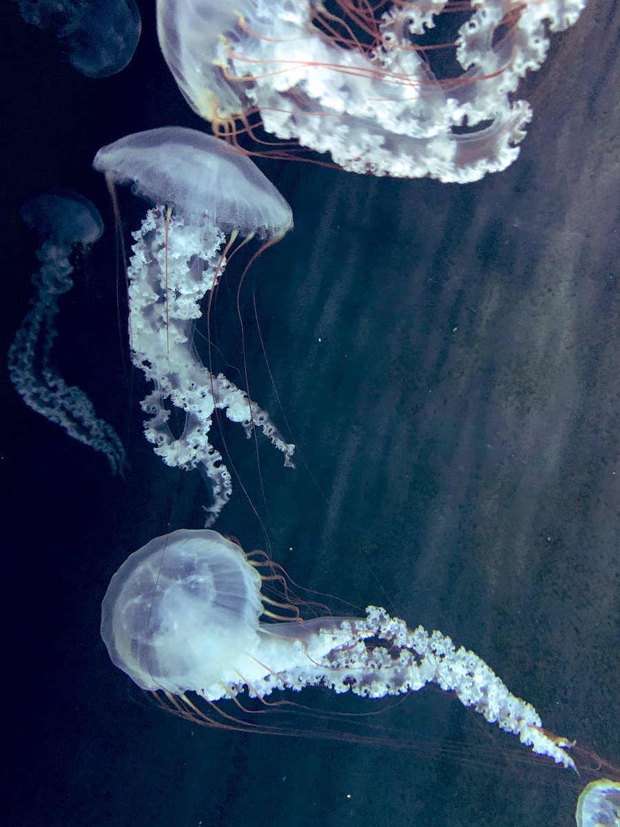 この透明感は持てば空中浮遊してるかのよう クラゲが有名な水族館とアパレルブランドがコラボした傘が最高過ぎる Togetter