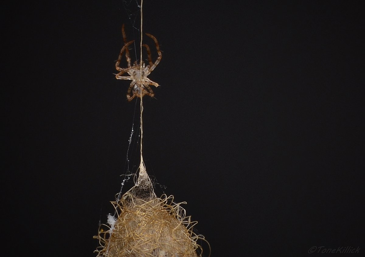 After an incubation period of around 25 - 33 days depending on humidity and temperature the spiderlings will emerge from a small hole that they create at the top of the sac.