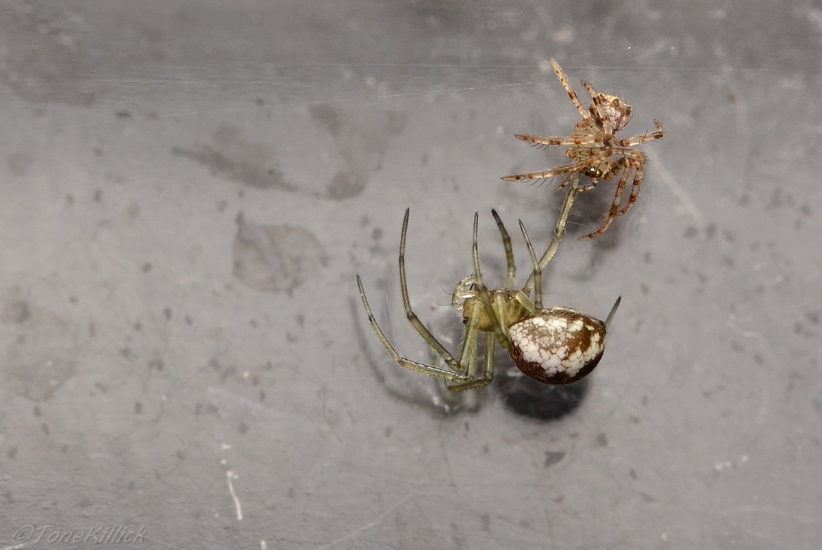 Amazingly these tiny spiders have the capacity and venom potency to capture prey far larger than themselves the moment they leave the confines of the egg sac......