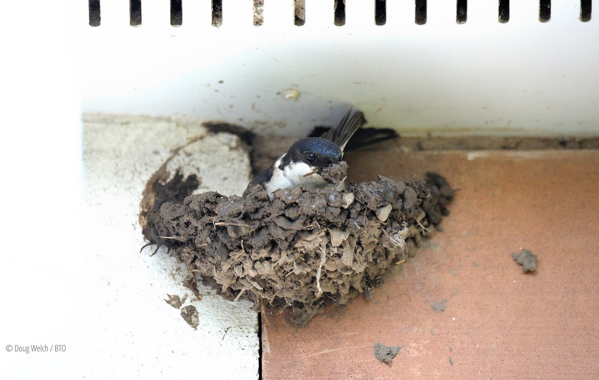 Spare a thought (and some mud) for Swallows &amp; House Martins, returning from their long migrations to find the soil parched by this dry weather. Why not leave a shallow tray of mud in your garden, so they can use this to build their nests? #ornithology