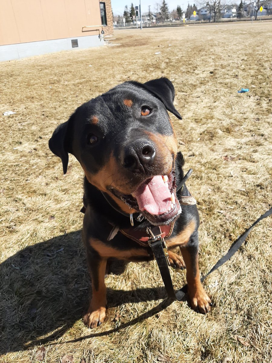 servicerotties's tweet photo. I scared the delivery guy yesterday. By smiling at him. Probably a good thing I didn't try to give him a kiss.
#dogs #servicedog #imnotscary https://t.co/j5u7WPJ9s7