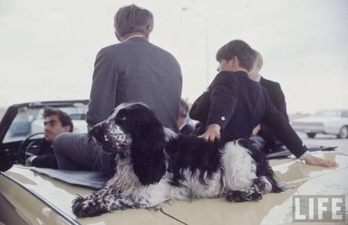 The visit had some problems. When Kennedy and his wife, Ethel, visited Vincennes’s Old Cathedral Catholic Church, their dog, Freckles, caused some excitement when he ran into the church, ran up to the wooden altar, and started sniffing around in preparation for relieving himself.