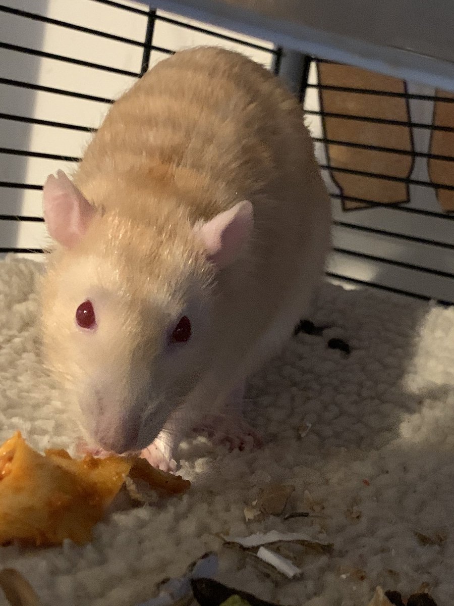RandTRescue's tweet photo. @MarcelleHaines Aww he looks like one of our boys! #RatTwins https://t.co/SBUvZJBb3A