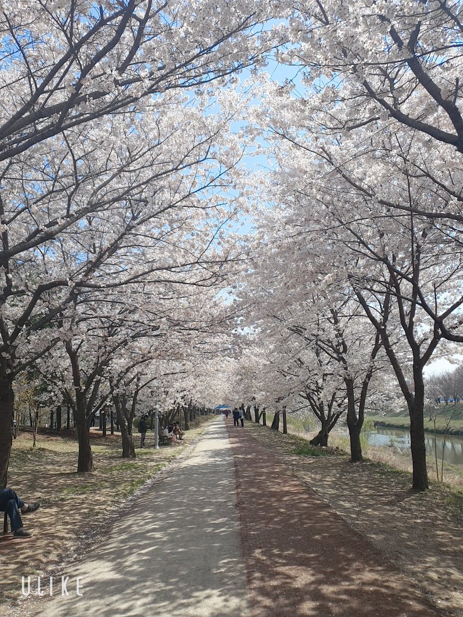 권선구  황구지천 벚꽃 길ᆢ우리모두 코로나  잘~이겨내고 아름다운 꽂길만 걷길ᆢ