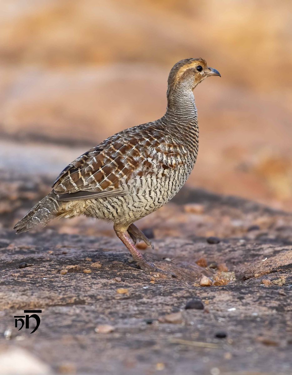 I met this #greyfrancolin at #Daroji sanctuary at #Hampi . Haven’t seen one after that. Travel beckons but #LockdowninIndia prevails 🤷‍♂️. #wildlifephotography #birdphotography #nikonphotography #nikonindia #nikonnofilter #travelphotography