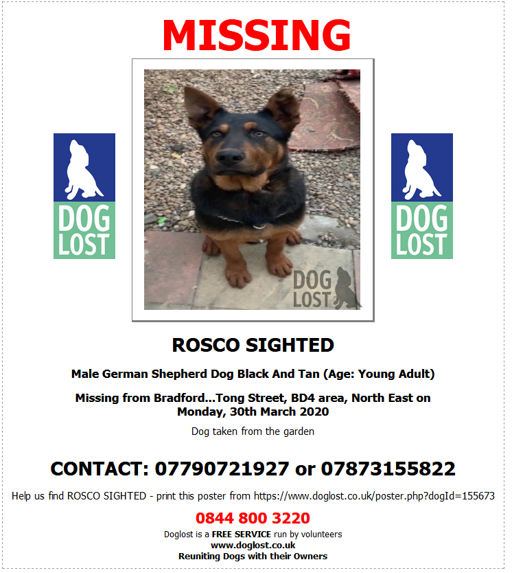 blacklab115's tweet photo. #FindRosco possible sighting in #Huddersfield Missing from Bradford...Tong Street, BD4 area, North East on Monday, 30th March 2020

Dog taken from the garden https://t.co/tQqGwPa4ZD