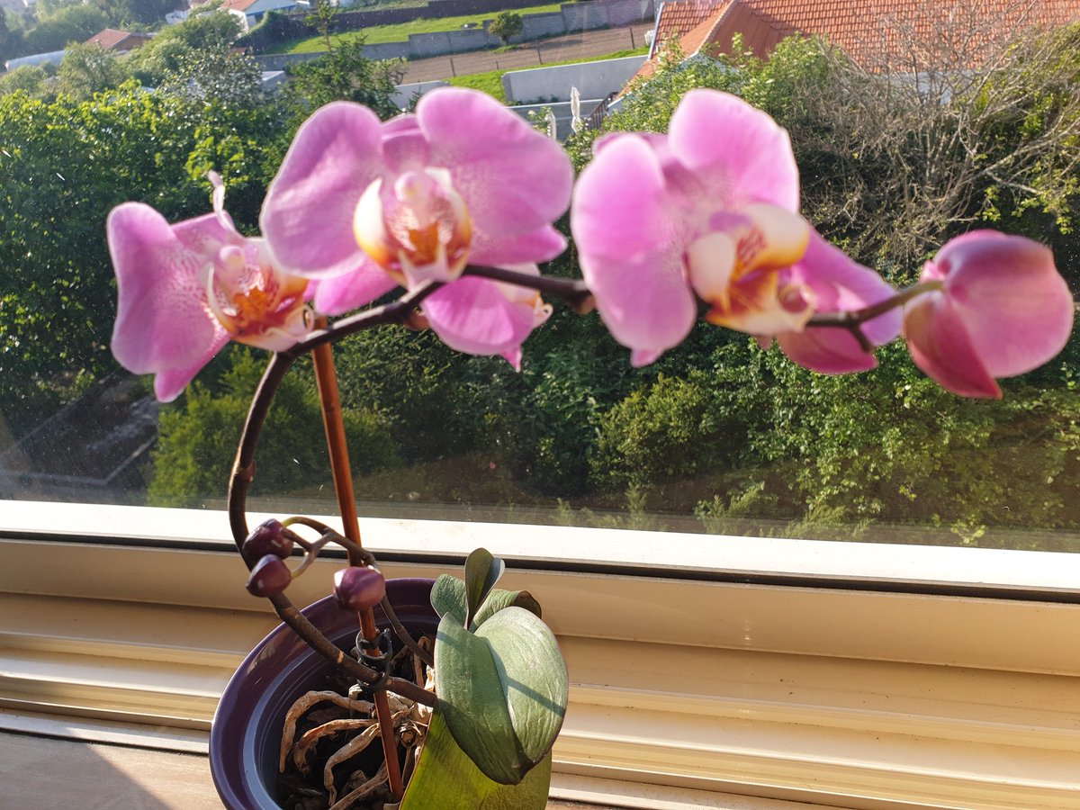 franois29481310's tweet photo. #vaccine #friendes #flores #orquídeas #COVID19 #portugal #oporto #travel #RNLED #portugal #Afurada #Canidelo https://t.co/ka8FYCLUrK