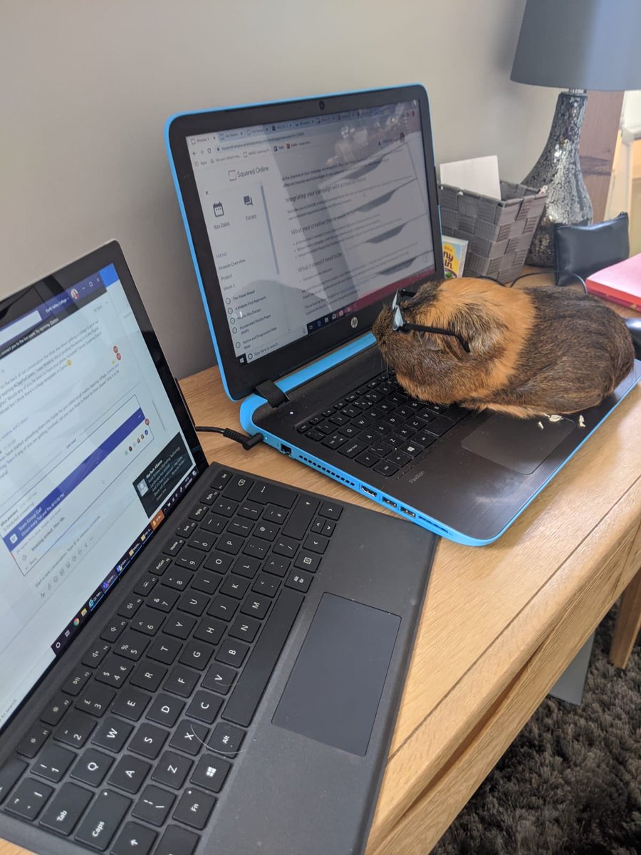 No pet is too small to get involved. We love this one   #workingfromhome