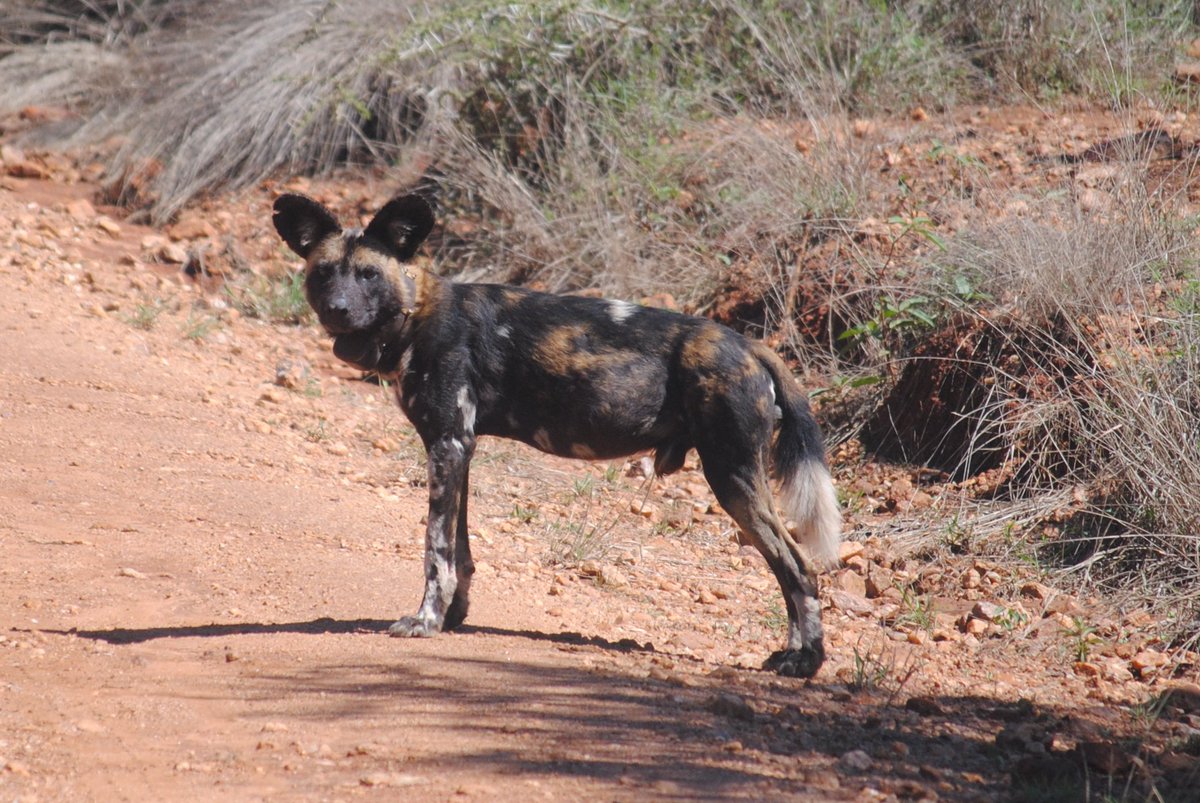 So - how do you go about monitoring wild dogs?The answer to that is radio collars - these are collars that transmit a sound over a particular radio signal.Because wild dogs travel so far they are ridiculously hard to find without them.