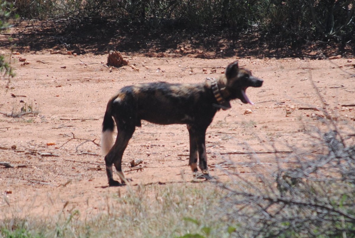 So - how do you go about monitoring wild dogs?The answer to that is radio collars - these are collars that transmit a sound over a particular radio signal.Because wild dogs travel so far they are ridiculously hard to find without them.