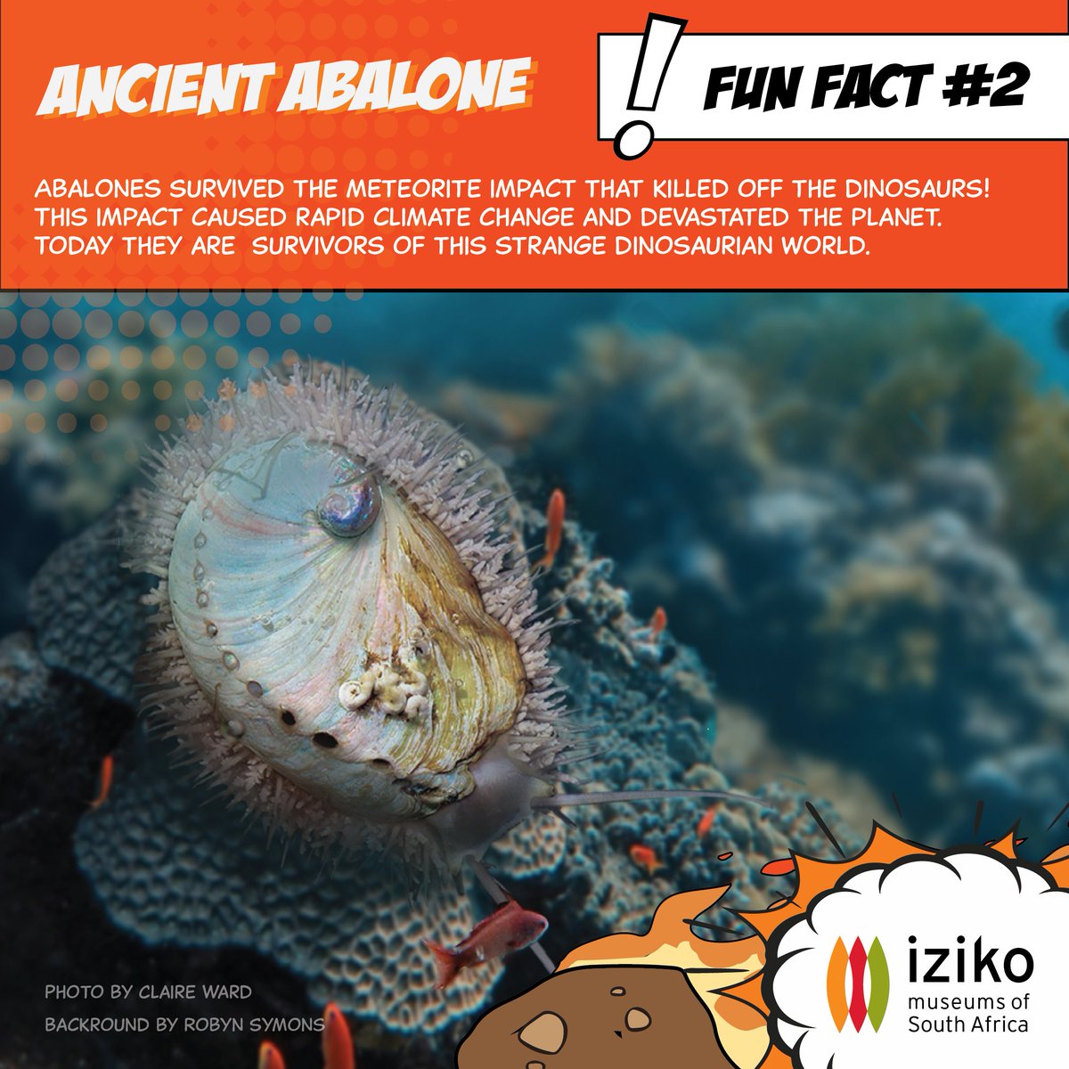 Iziko_Museums tweet media