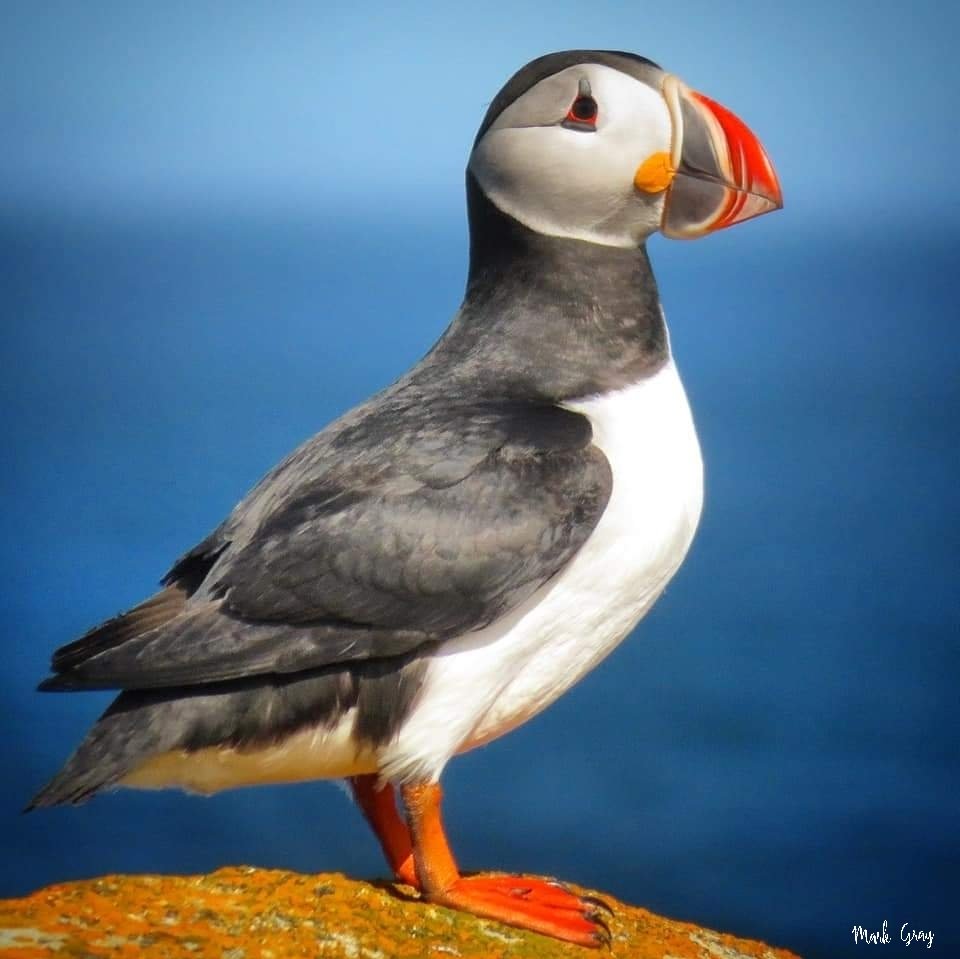 GrayMarker99's tweet photo. Throwback Thursday highlighting our beautiful, neighbouring town of Elliston. They have puffins, icebergs, beaches, foxes, eagles, amazing landscape, approximately 133 Root Cellars, and beautiful people. #ThrowbackThursday #explorenl https://t.co/2AwMji3SDS