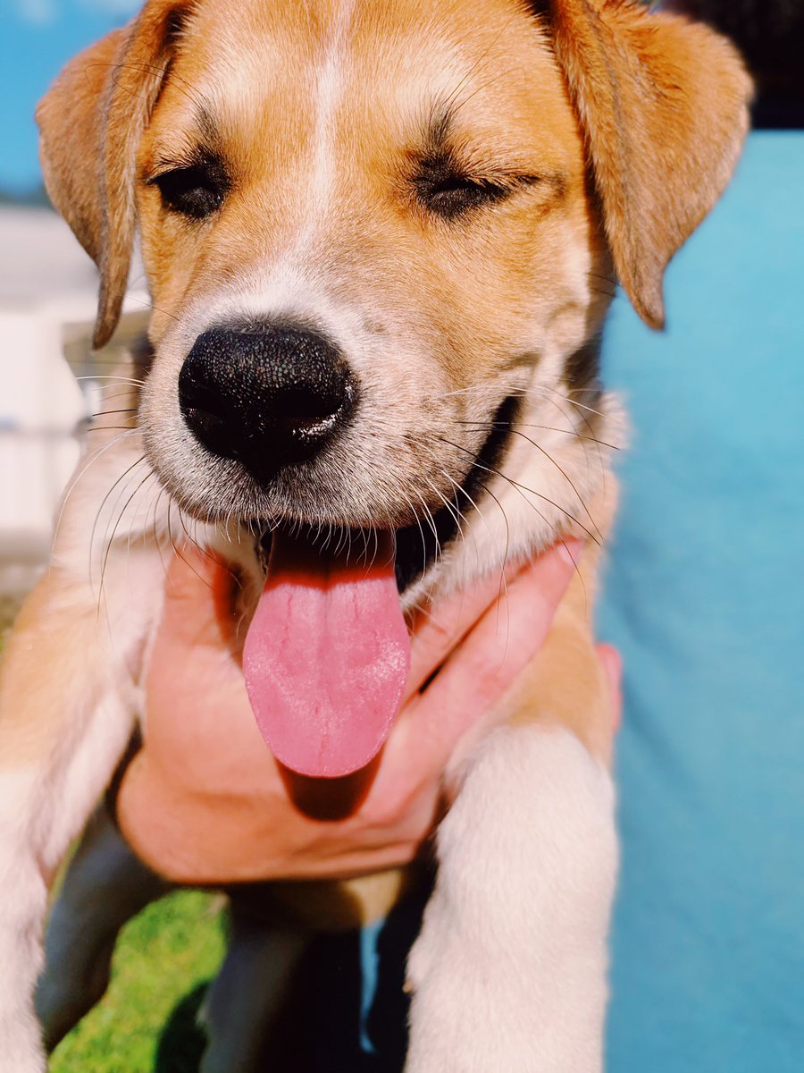 callmedale's tweet photo. Available for adoption: 10 week old puppy Lucille!!! DM me for more info 💗💗 https://t.co/Vb7YRWj0Ad