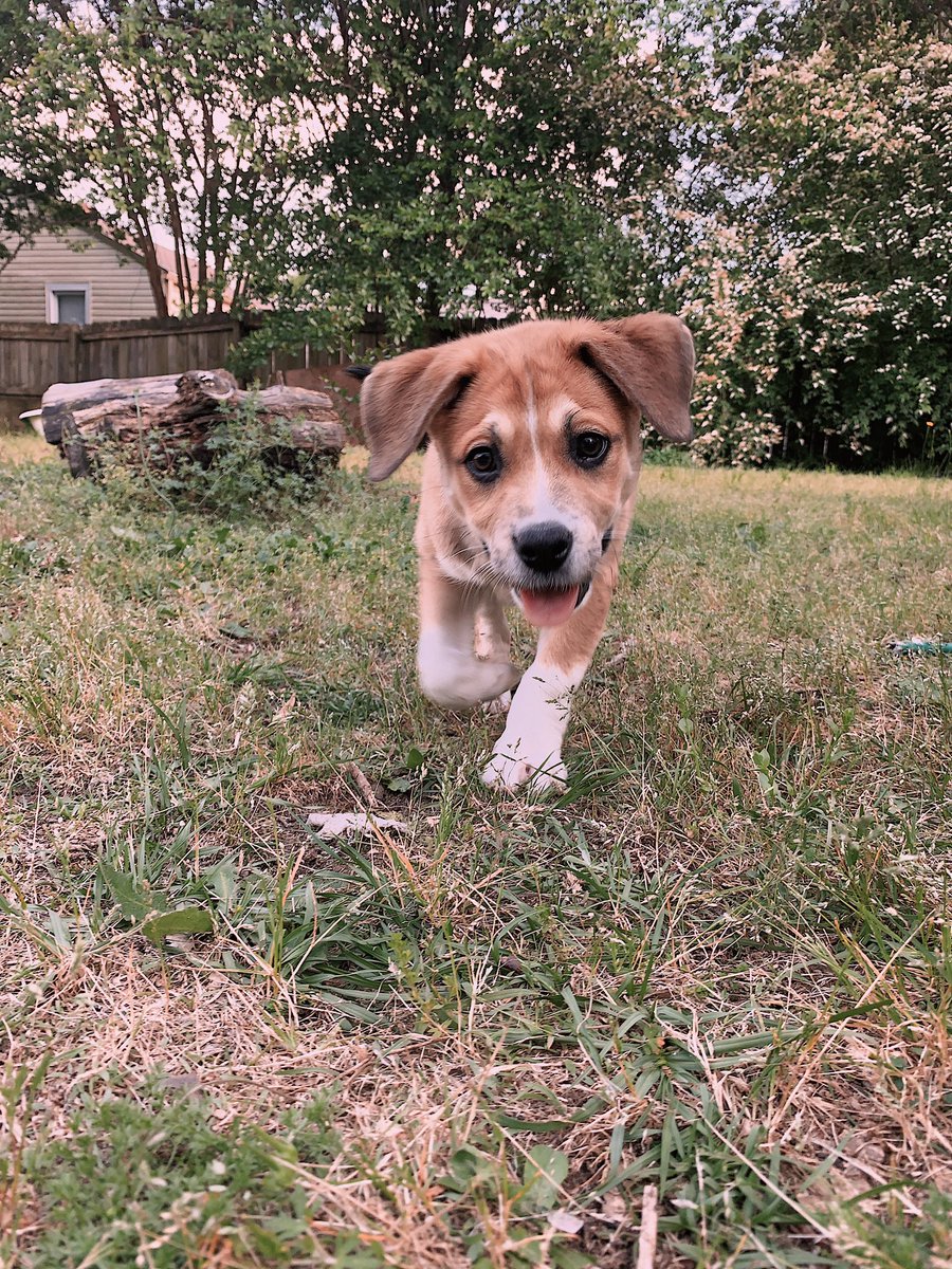 callmedale's tweet photo. Available for adoption: 10 week old puppy Lucille!!! DM me for more info 💗💗 https://t.co/Vb7YRWj0Ad