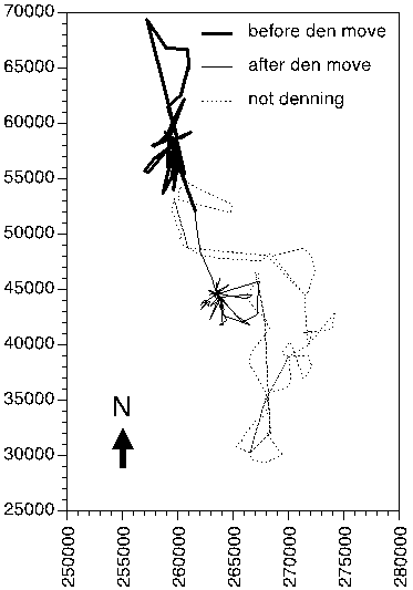 GPS collar locations give an added level of data - we can see what habitat the dogs are using, where they are going, and the unique star pattern of them returning to the den after hunts is a great way to pinpoint the exact date they started denning!